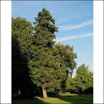 Quel est ce rsineux appel aussi  sapin d'Oregon  ?