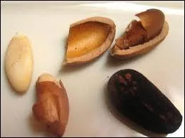 Lequel de ces pins produit les pignons de pins trs riches en huile, et dlicieux  dguster sur une salade ?
