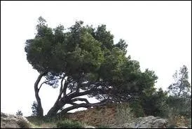 Quel est ce rsineux appel aussi  pin de Jrusalem  ?