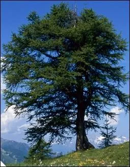 Quel est ce rsineux qui perd ses aiguilles en hiver ?