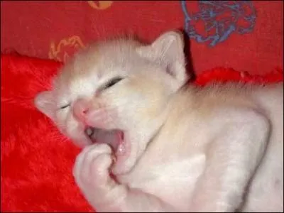 Que de msaventures pour Michel Blanc :