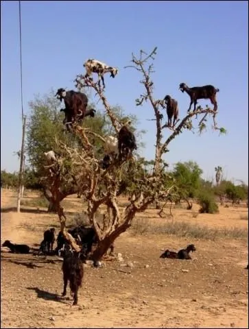 Si vous regardez bien, vous pouvez voir Louis de Funs, son fils Olivier, Alice Sapritch et Graldine Chaplin :