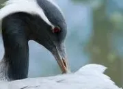 Quiz Animaux pour tous ! (2)