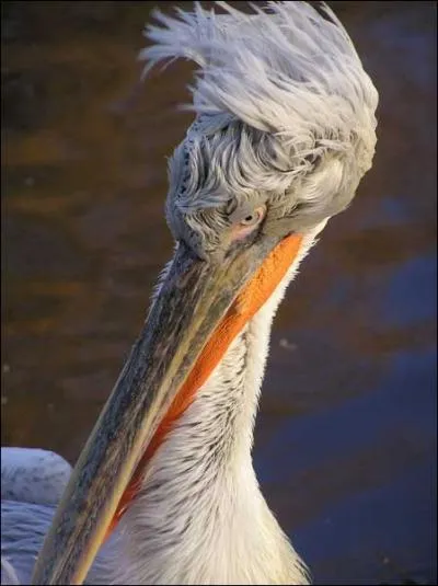 Que dire de cet animal ?