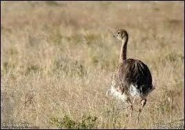 Quel est cet animal ?