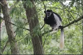 Quel est cet animal ?