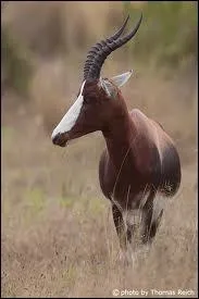 Que me dire de cet animal ?