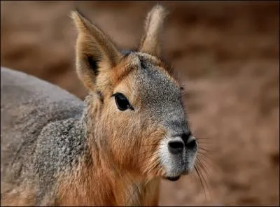 Quel est le nom de cet animal ?