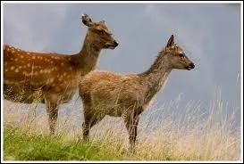Attention  ne pas confondre ! Quel est le nom de cet animal ?
