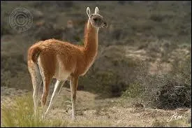 Que dire de cet animal ?