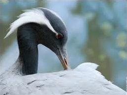 Quiz Animaux