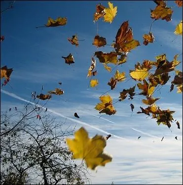 Quel groupe franais chantait   Et le vent nous portera   au dbut des annes 2000 ?