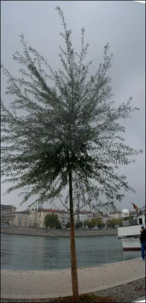 Mon feuillage est fin, lancol, vert tendre ou vert gris, je suis...