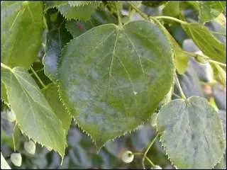 Je pleure beaucoup, on peut m'utiliser pour prparer des infusions, je suis...