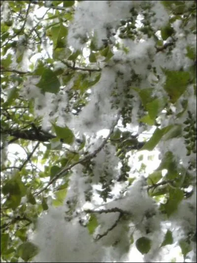 Mes fruits peuvent occasionner des allergies, ils sont duveteux comme du coton au printemps, je suis...