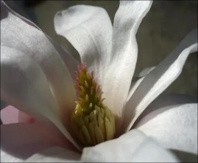 Je porte une profusion de fleurs blanches tt au printemps, elles sont en forme d'toile, je suis...