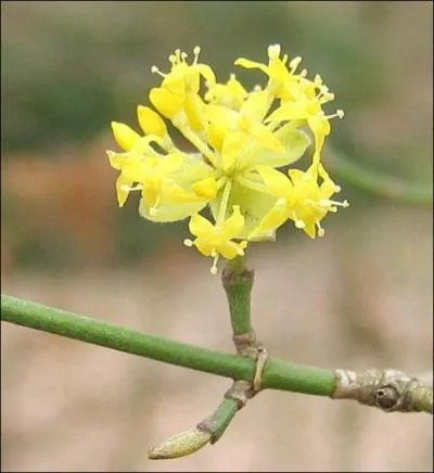 Je fleuris avant la feuillaison, je suis un arbuste indigne et trs courant dans les haies, je suis...