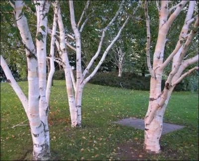 Mon corce est trs fine, elle peut tre de diffrentes couleurs mais on me connat surtout avec celle ci, je joue beaucoup avec le vent, je suis...