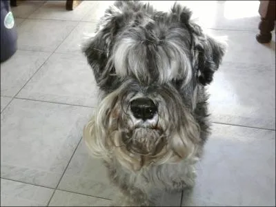 Moustache, barbe et sourcils... un vritable quipement qui tait utile aux premiers chiens de cette race pour...