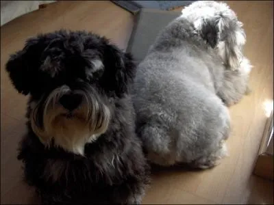 Le schnauzer a la proprit de ne pas muer, d'o l'importance du brossage priodique. Cette caractristique rend cette race idale pour les gens...