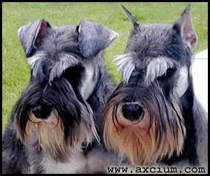De quelle anne date l'interdiction de couper les oreilles du schnauzer ?