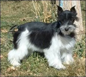  Il existe une race de chiens presque identique au schnauzer, le izpirichis, originaire du nord de l'Espagne .