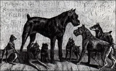  Cette race appartient  la famille des  pinscher  bien qu'il soit class dans la catgorie des  terriers .  