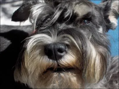 L'auteur de ce quiz a connu l'ineffable bonheur de partager 11 ans de sa vie avec un schnauzer. Son inoubliable compagnon  quatre pattes s'appelait comme le hros de la trilogie Spiderman : ...