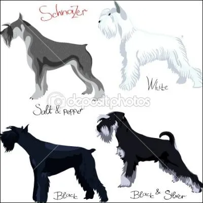  La stabilisation du standard de la race survint au dbut du XXe sicle 