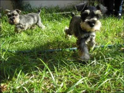 Quels adjectifs dcrivent le mieux leur profil caractriel ?