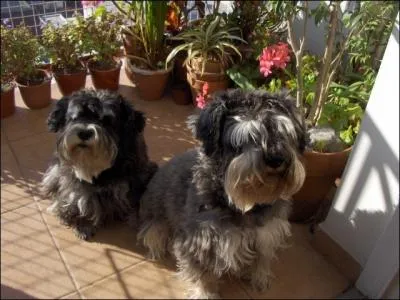  Du fait de leur pelage touffu, ils sont moins rsistants  la chaleur que des chiens d'autres races 