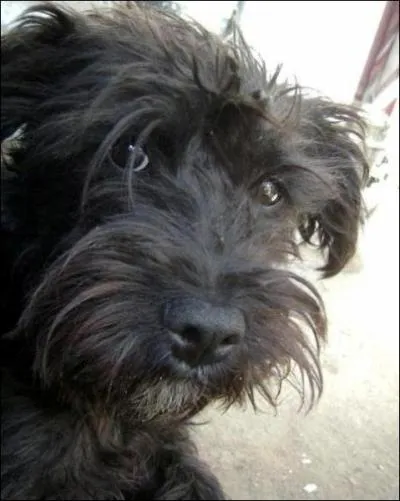 Quelle tait la couleur de la robe des premiers schnauzers ?