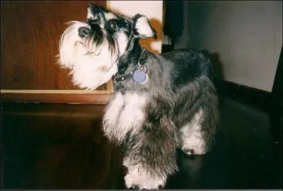 Quelle est la robe qui de nos jours est l'apanage des schnauzers nains ?