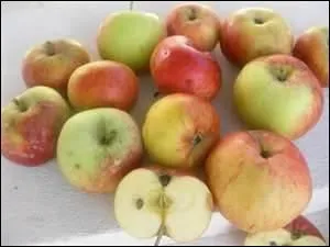 Varit de pomme qui a un got anis :