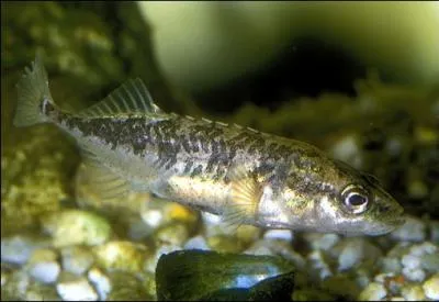 Espce de petit poisson osseux d'eau douce, parfois d'eau de mer, en Europe :