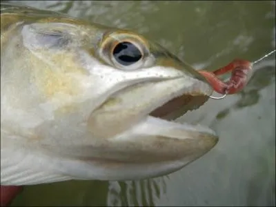 Tu  mets   de l'appt sur un hameon, et tu attends une touche.