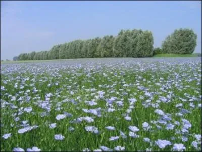 Graine produisant une plante herbace,  fleurs bleues. La fibre trs rsistante :