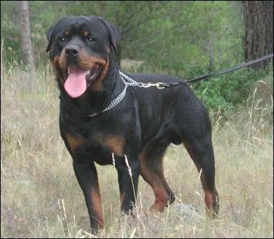 Le chien est-il grand ?