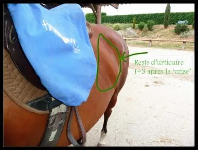 Pour le vtrinaire, maladie de la peau qui apparat subitement chez le cheval et chez le buf, sous la forme de bosselures :