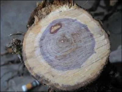C'est un dfaut dans le bois selon un terme de forestier :