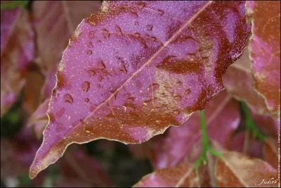 D'une couleur brun chaud avec des reflets dors :