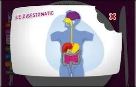 Les aliments avals portent un nom bien spcifique selon l'organe o ils se trouvent (dans l'ordre : bouche, sophage et estomac  duodnum - colon). A vous de dsigner l'ordre correct de ces dnominations.
