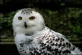 ''Que fera-t-on quand on n'aura plus de crédit pour se payer le monde ? Quand le dollar tombera pour révéler le vrai cœur des hommes.'' Quel oiseau de mauvais augure chante ces paroles ?