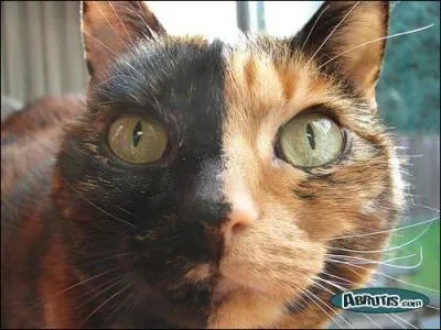 John Travolta/Nicolas cage ou le contraire, dans ce film de John Woo ?