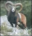 Quel animal proche du mouton est notamment originaire de Corse ?