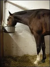 Dans le box le cheval a besoin de foin, d'eau, de granules, mais aussi de ...