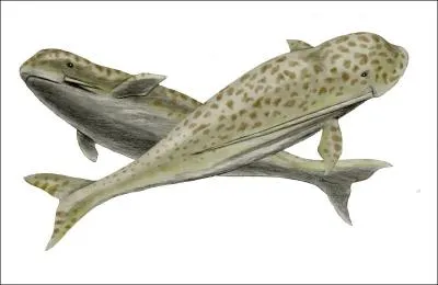 Un trange animal avec deux dfenses : une de 25 cm et l'autre de 1m. Quel est son nom ?