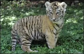 Comment s'appelle le bb du tigre ?