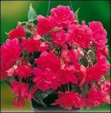 Quelles sont ces fleurs ?