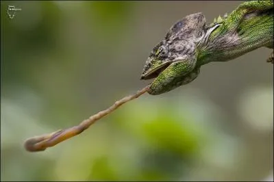 La langue du camlon est-elle 3 fois la longueur de son corps ?